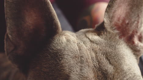 vue rapprochée d'un visage de chien bouledogue 1