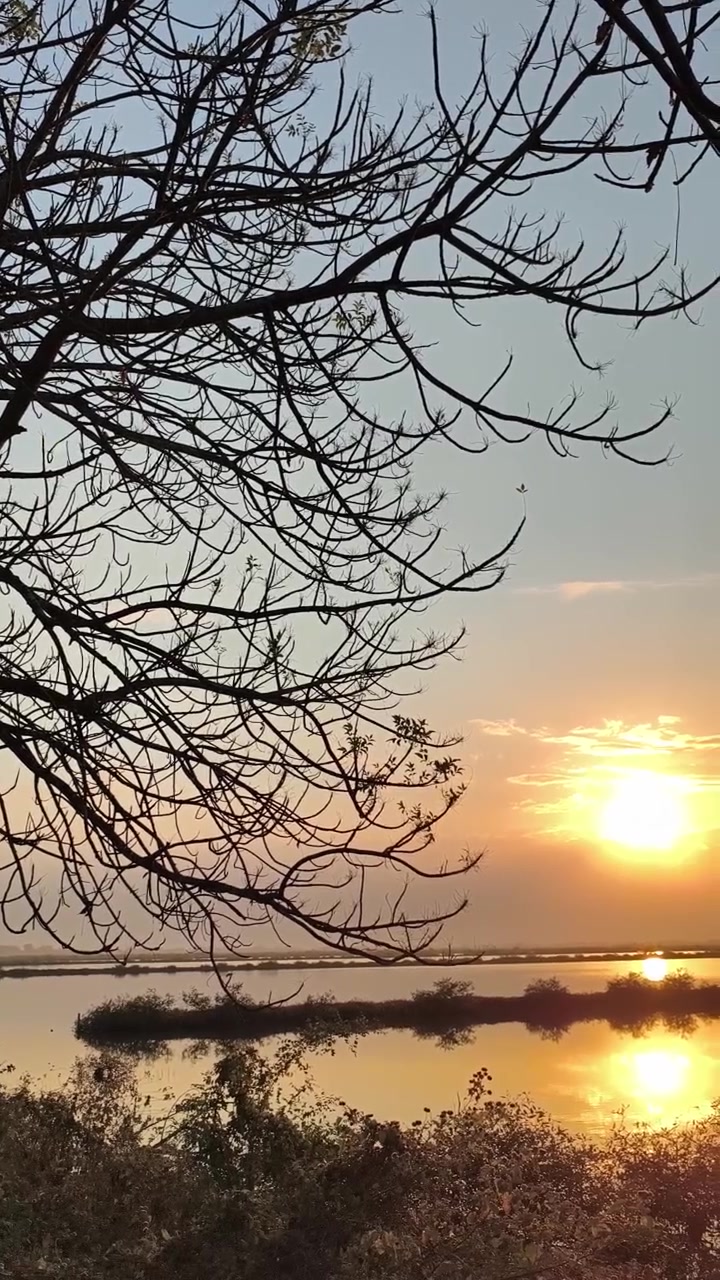 Matahari Terbenam Keemasan di Atas Danau Tenang dengan Ranting Pohon Siluet