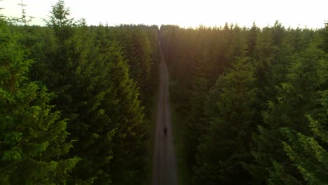 man walking alone on path in coniferous forest at sunrise, romantic landscape with straight path from drone