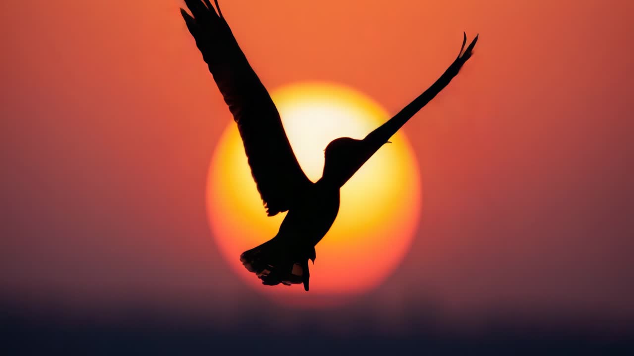 Bird Silhouette Flying at Sunset