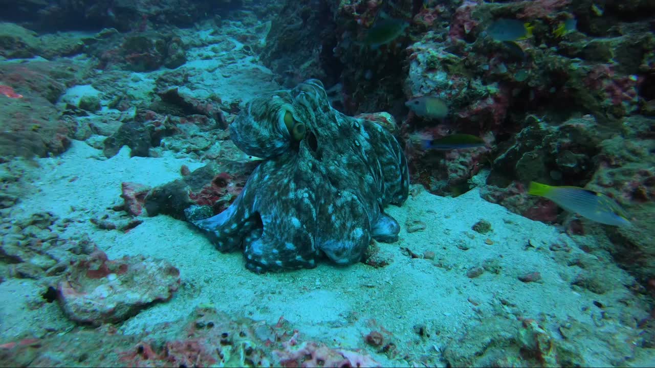 산호초 위로 치마로 문어 사냥을 한 후 다음 식사로 헤엄칩니다.