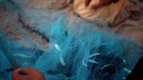 bare hands of a migrant worker removing entangled bycatch from blue fishing nets used in thailand