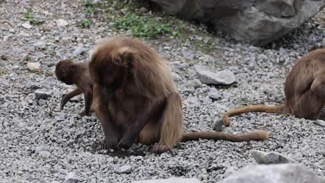 disparo de cerca del mono gelada buscando comida entre rocas y piedras al aire libre