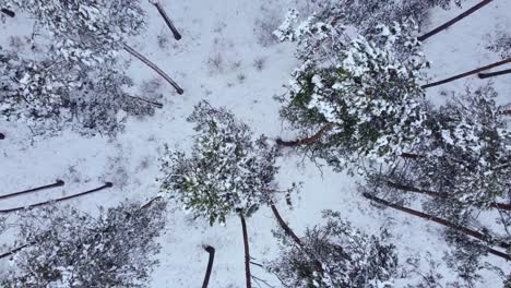 snow-covered winter forest from above, slow ascend