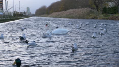 Bandada-De-Aves-Acuáticas-Flotando-Sobre-El-Gran-Canal-Cerca-Del-Barrio-De-Inchicore-En-Dublín,-Irlanda