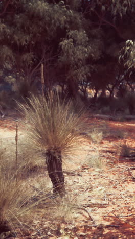 a close-up view of a grass plant in the australian outback.