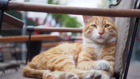 orange cat relaxing in a cafe