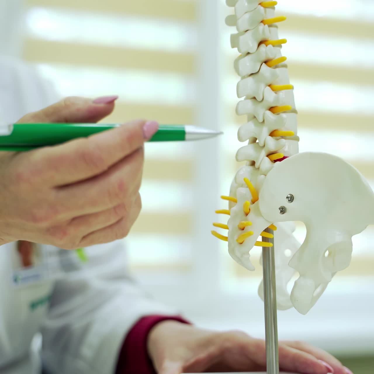 Doctor showing spine model. Close up of medical doctor pointing on spine model