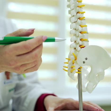 doctor showing spine model. close up of medical doctor pointing on spine model