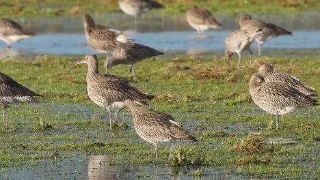 Eine-Gruppe-Von-Brachvögeln,-Die-Auf-Einem-überfluteten-Feld-Im-Caerlaverock-Wetland-Centre-Im-Südwesten-Schottlands-Ruhen-Und-Sich-Ernähren