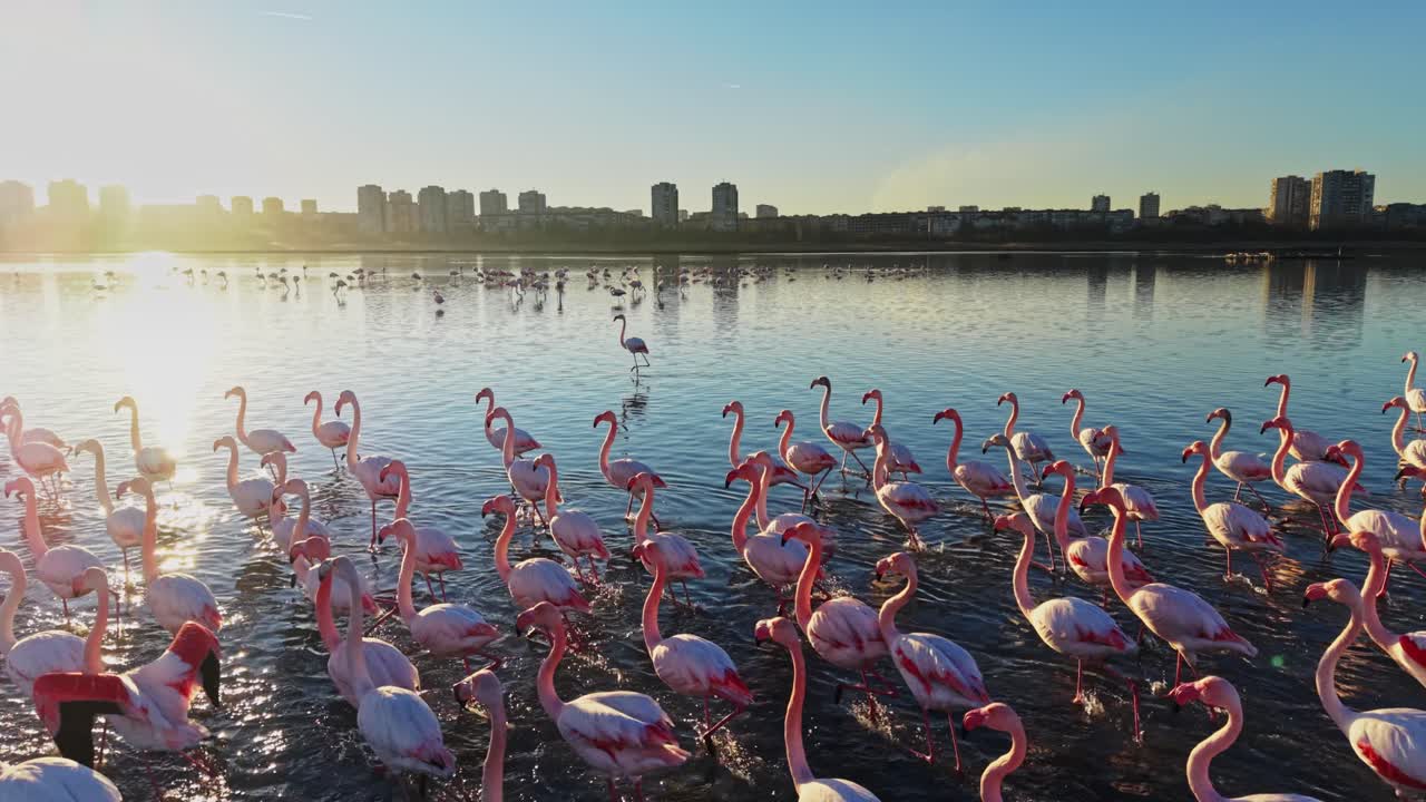 Flamingos gather in the water during sunset near a city skyline