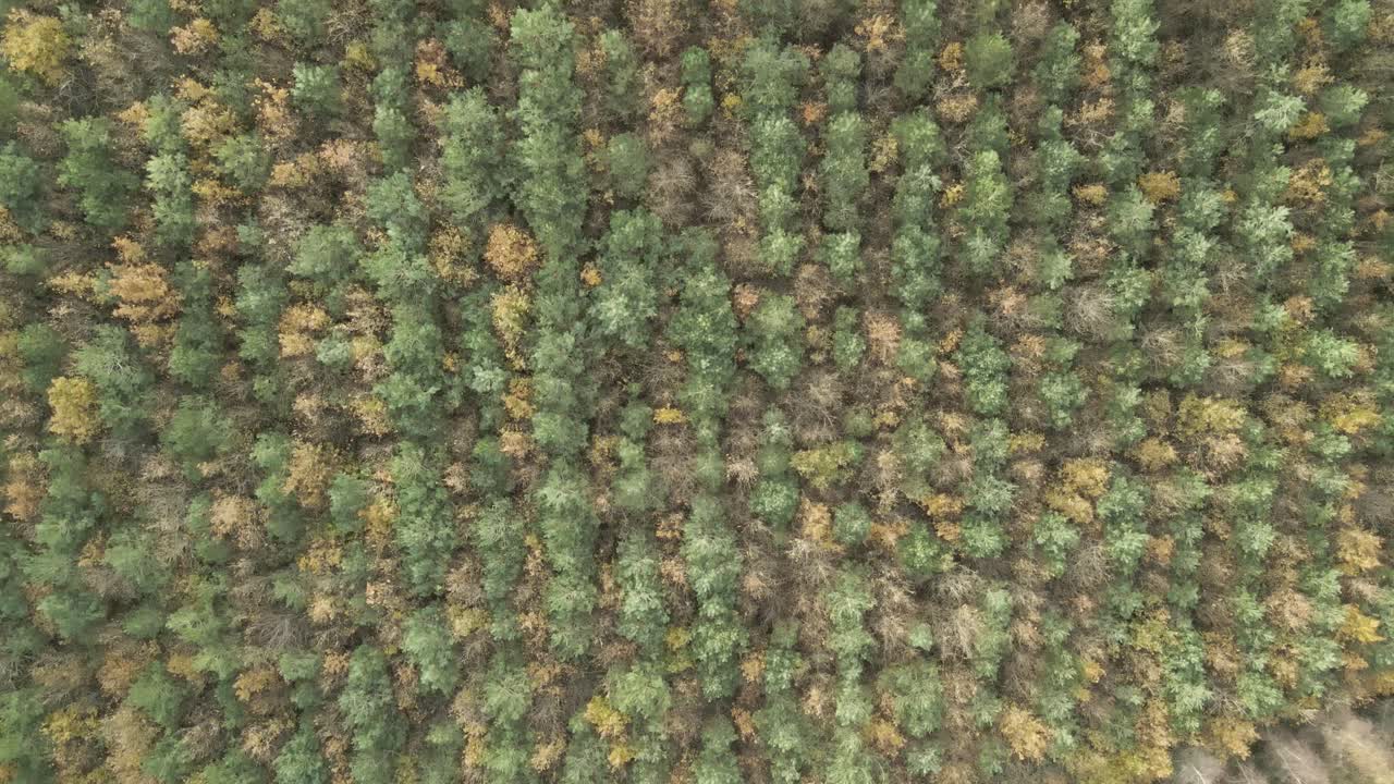 Bird's Eye View Of Dense Conifer Treetops In Autumn Forest