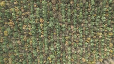 bird's eye view of dense conifer treetops in autumn forest