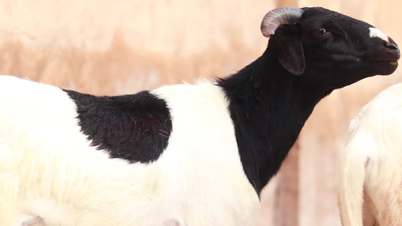 Goats looking at the camera with calm expressions in natural daylight, close-up shot.
