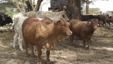 Ganado-Vacuno-En-Una-Granja-En-Kenia