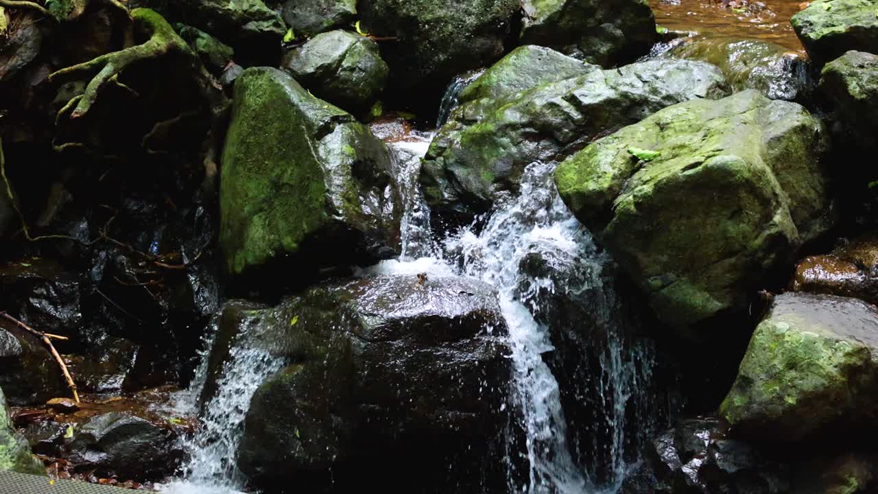 A gentle stream flows over moss-covered rocks in a lush forest setting, captured with natural lighting and a steady camera for a tranquil mood