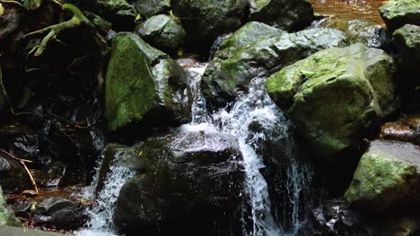 a gentle stream flows over moss-covered rocks in a lush forest setting, captured with natural lighting and a steady camera for a tranquil mood