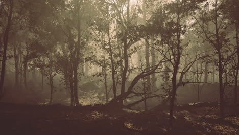 misty forest enveloped in golden light at dawn creates enchanting atmosphere