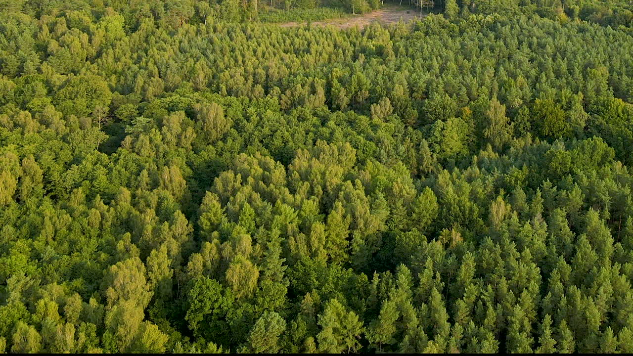 昼間の田園地帯の緑豊かな植物のパノラマ