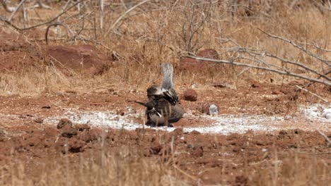 a blue-footed booby shields its chick from the hot sun on north seymour island, near santa cruz in the galapagos islands