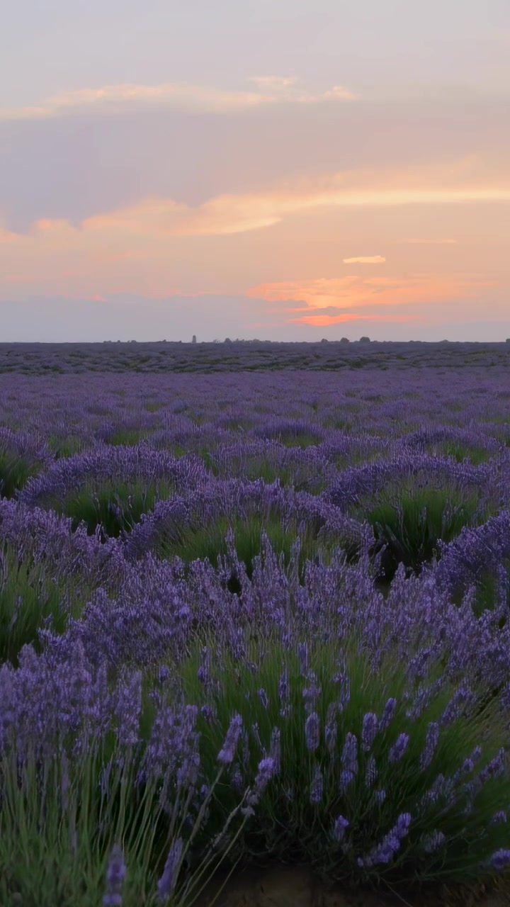 Video verticale: Telecamera che si allontana rivelando un campo di lavanda e terreno al tramonto, con il sole che scende.