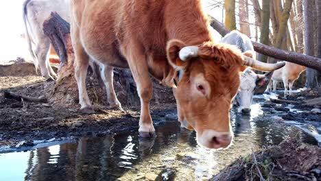 Cows-drinking-water-in-nature-in-sunlight