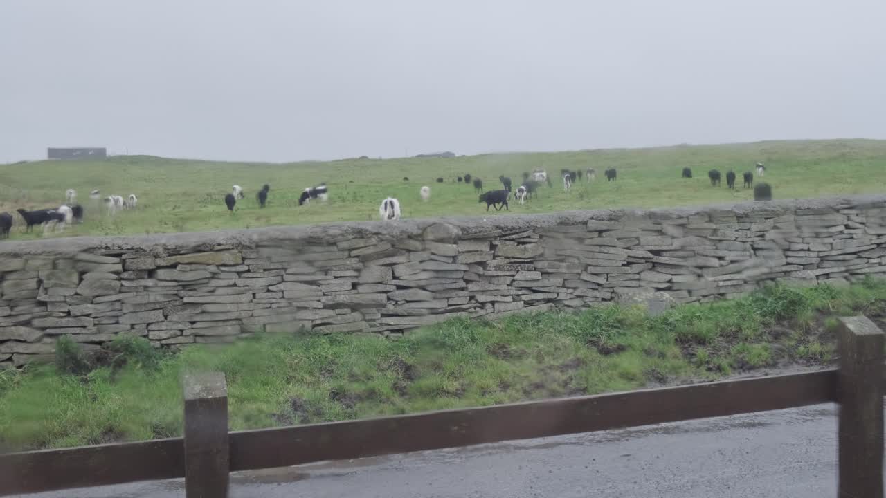 Wide shot of a lot of cows grazing and walking on a green meadow. Stone wall and road in the foreground. Rainy day with even light.