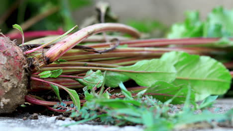 Slow-Pan-of-Fresh-Harvest-Beetroot-or-Beets-covered-in-mud-in-backyard-organic-garden-placed-on-the-ground