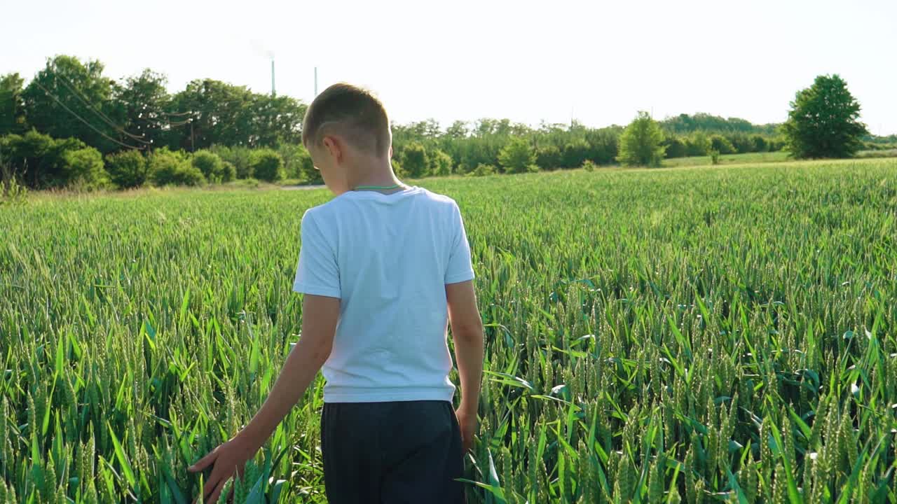 Young boy going ahead through the field gently touches the wheat ears against green background. Beautiful view of a green agricultural place with wheat and a boy walking.