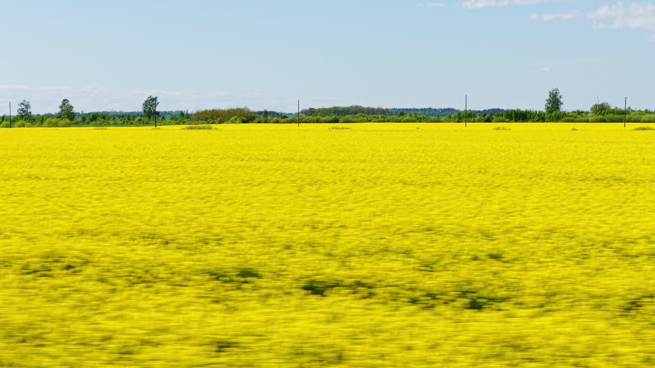 Drone flyover of expansive rapeseed flower field stretching to horizon under soft light