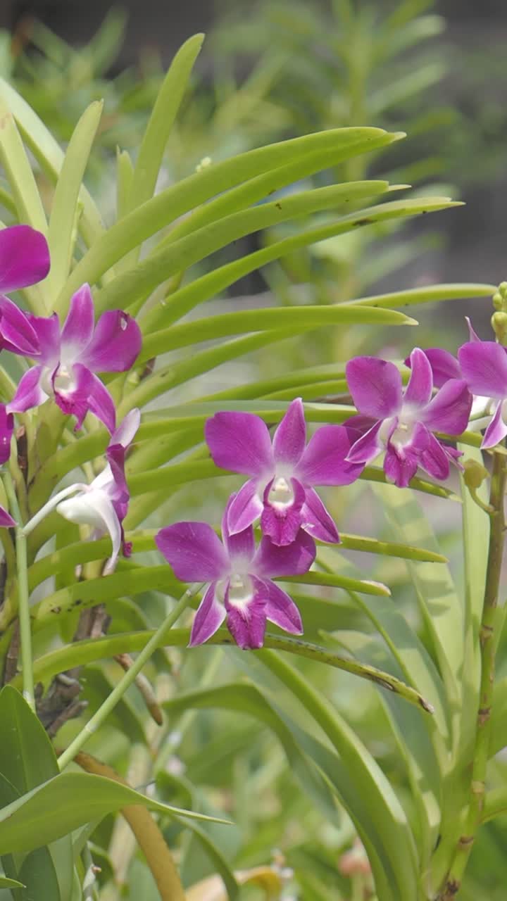 Vibranti fiori di orchidea viola che ondeggiano delicatamente in un giardino