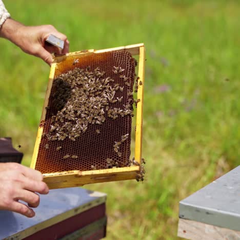 beekeeper inspects bees frame. frame with bees in farmer's hands on apiary. apiarist looking at bees which crawl on frame on nature background.