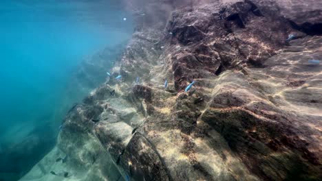 underwater footage of lake malawi at nakatenga island. nankoma island, lake malawi. malawi.