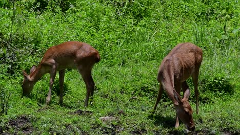 the eld's deer is an endangered species due to habitat loss and hunting