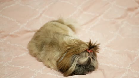 pretty and cute dog shih tzu is laying on the bed and eating bone.