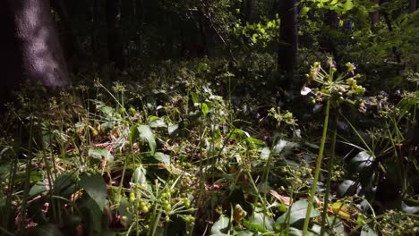 organic wild garlic growing in nature, healthy cooking