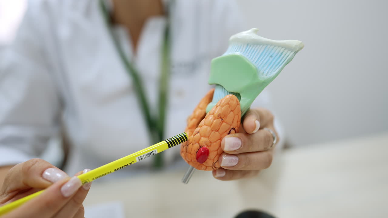 Kyiv, Ukraine, 2 August 2025: Doctor pointing at a thyroid gland model. A close-up of a doctor's hand with a pen explaining details on a plastic organ model