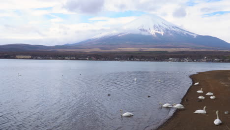 Wunderschöne-Weiße-Schwäne-Am-Yamanaka-See-Mit-Berg