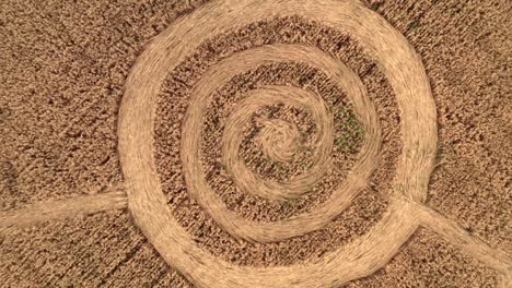 Fake UFO circles on grain crop yellow field, aerial view from drone. Round geometry shape symbols as alien signs, mystery concept