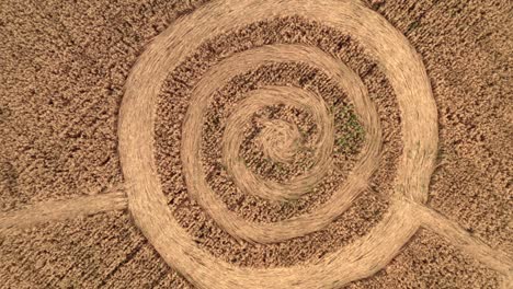 fake ufo circles on grain crop yellow field, aerial view from drone. round geometry shape symbols as alien signs, mystery concept