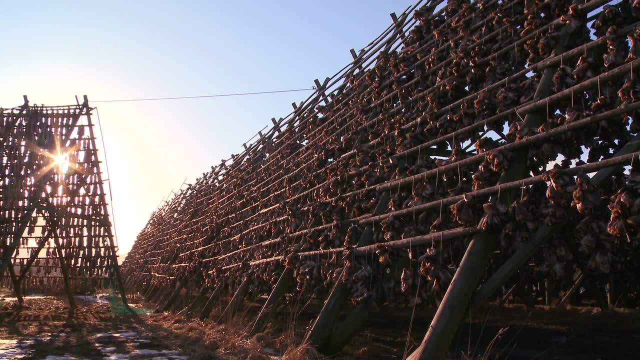 Fish are hung out to dry on pyramid wooden racks with high mountains background in the Lofoten Islands Norway 2