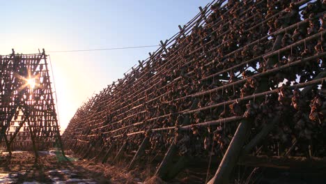 Fish-are-hung-out-to-dry-on-pyramid-wooden-racks-with-high-mountains-background-in-the-Lofoten-Islands-Norway-2