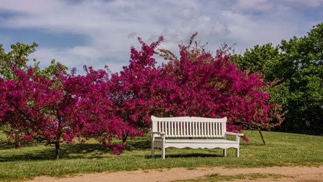 monge red lilac trees in bloom behind an empty bench in the park in spring