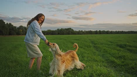 Woman and Afghan Hound Playing in a Field at Sunset