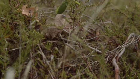 revealing shot of a praying mantis sitting on the green plants in the wilderness - tilt-up