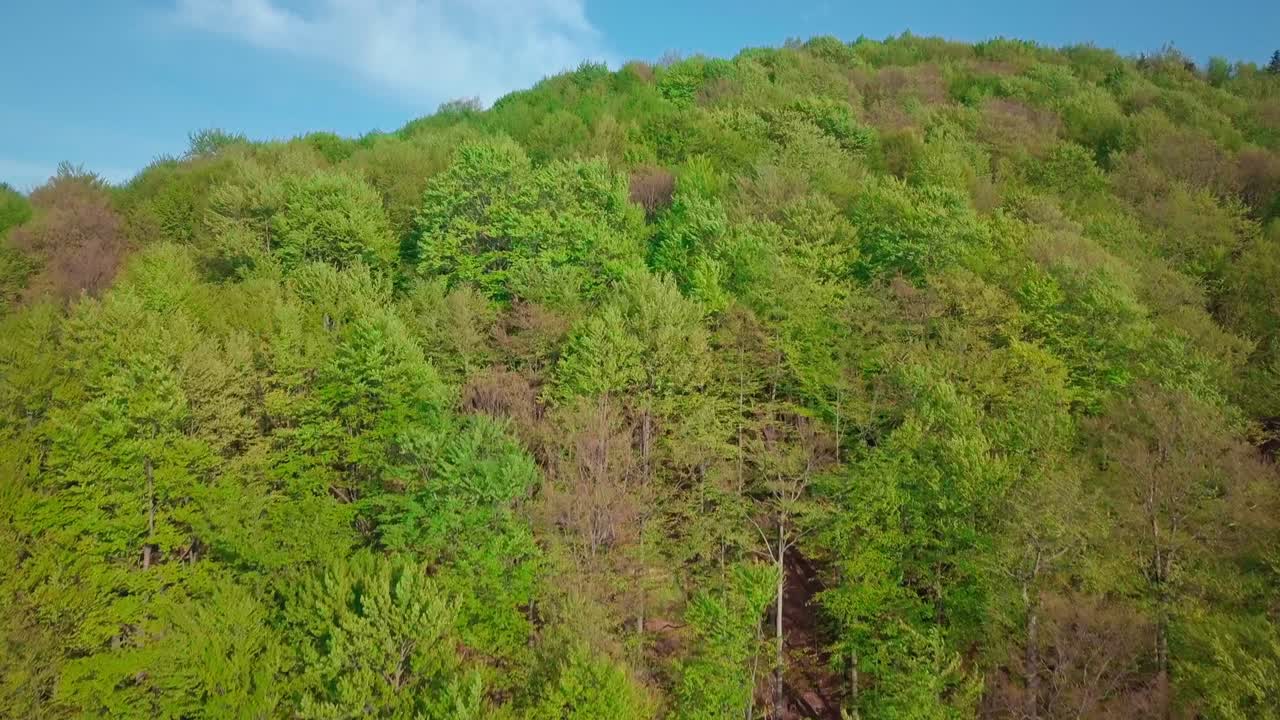 4k 드론 촬영: 여름날에 소나무 숲과 산 계곡으로 나아가는 유럽 알프스 야외 녹색 자연 스케이프 산 야생 공중. 나무를 고 숲을 보존하는 개념