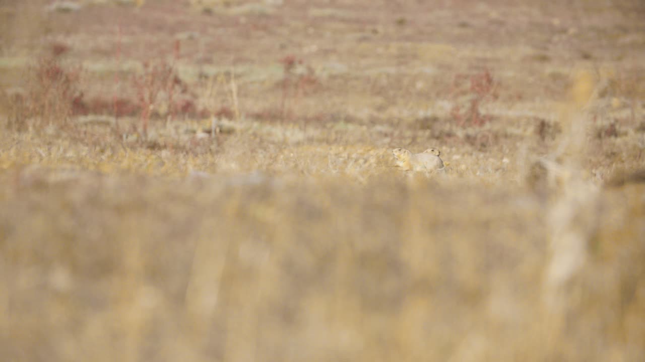 perros de la pradera en boulder colorado, roedores de colorado en la temporada de otoño