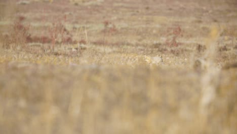 Prairie-Dogs-in-Boulder-Colorado,-Rodents-of-Colorado-in-Fall-Season