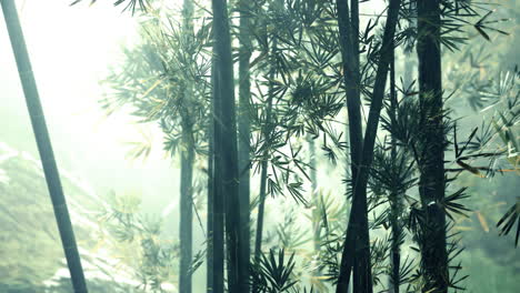 Ambiente-Matutino-En-Un-Bosque-De-Bambú