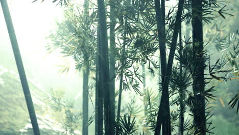 atmósfera matutina en un bosque de bambú